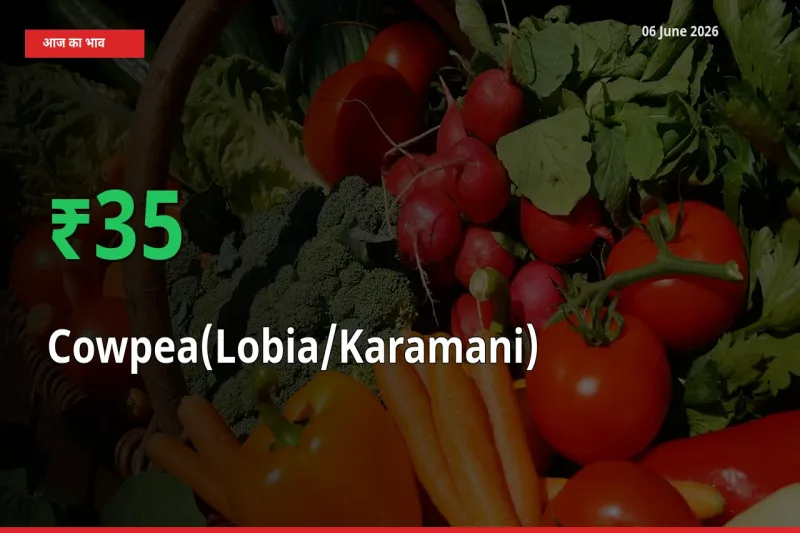 अचानक तेजी! मंडी में लोबिया (करमानी) के दाम 35.25% चढ़े