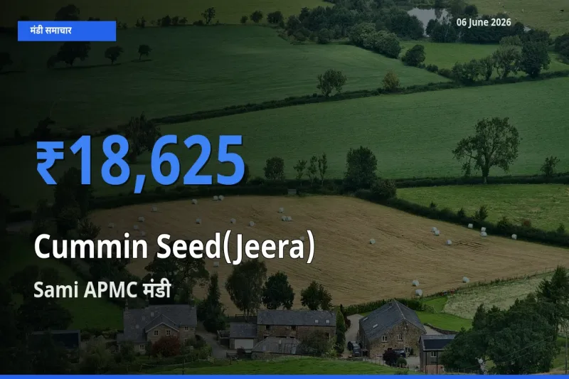 आज का मंडी भाव: जीरा के सबसे ज़्यादा दाम Sami APMC में