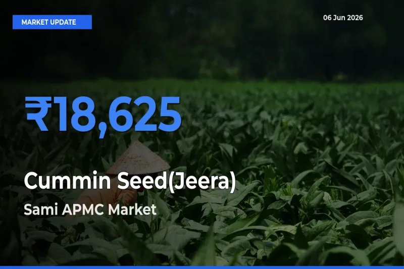 Sami APMC Records Highest ₹18,625 Rate for Cummin Seed(Jeera)