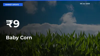 Baby Corn Shows Strong Mandi Trend – June 06 Market Update