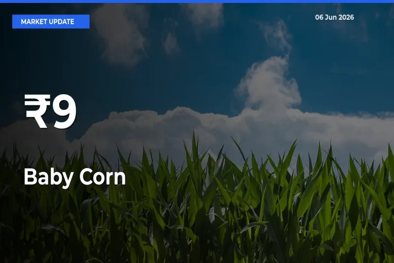 Baby Corn Shows Strong Mandi Trend – June 06 Market Update