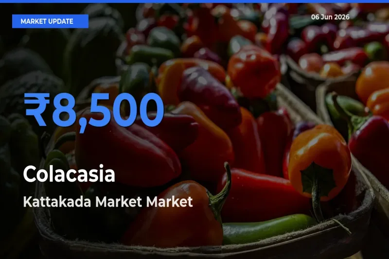 Kattakada Market Tops Colacasia Rates – June 06 Market Update