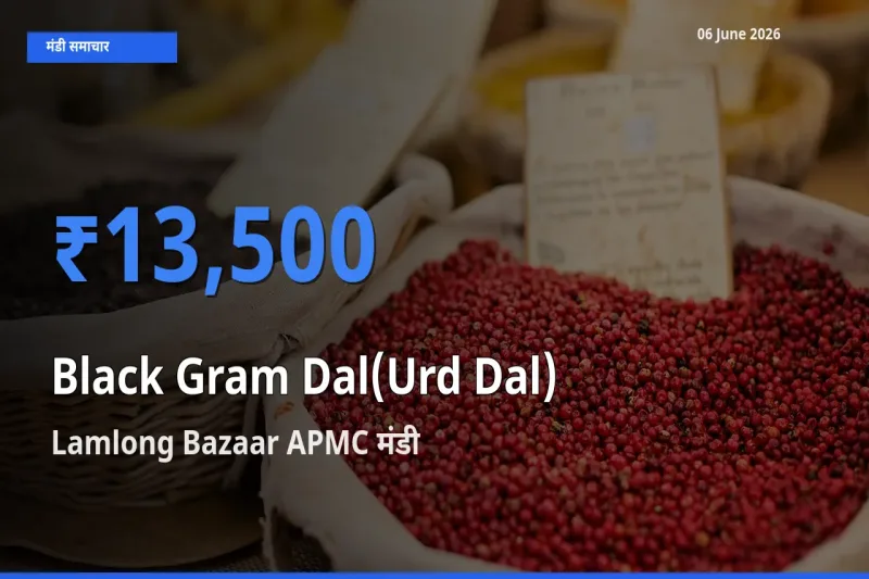 टॉप मंडी बना Lamlong Bazaar APMC! उड़द दाल के सबसे ऊँचे दाम यहीं दर्ज