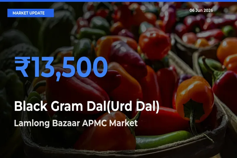 Lamlong Bazaar APMC Offers ₹13,500 – Highest Black Gram Dal(Urd Dal) Rate Today