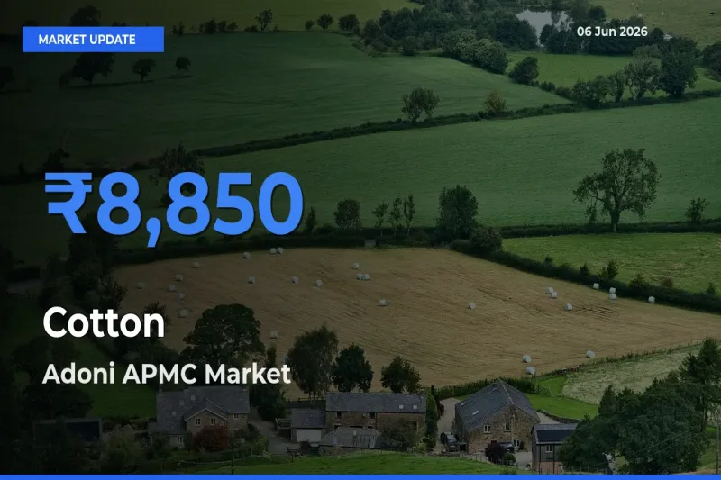 Farmers Prefer Adoni APMC as Cotton Hits Highest Rate