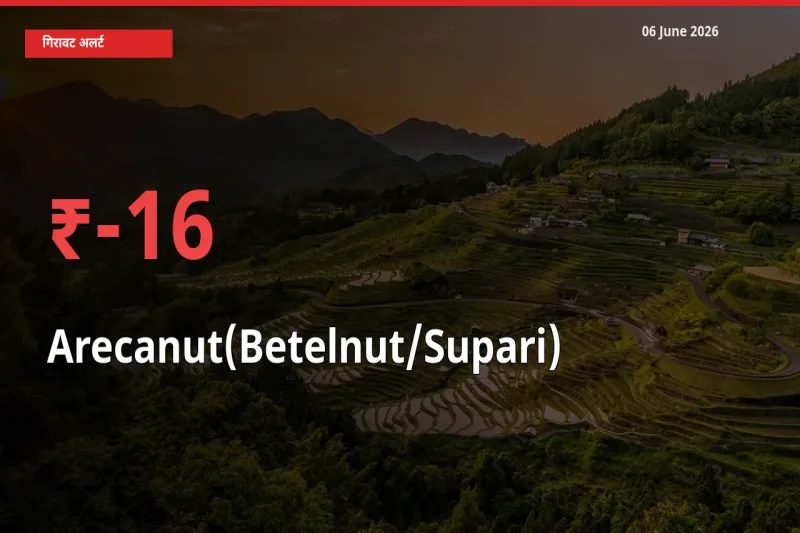 16.13% की गिरावट! मंडी में सुपारी के दाम अचानक टूटे