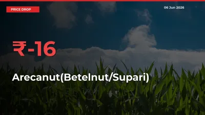 Farmers Alert as Arecanut(Betelnut/Supari) Prices Slide 16.13% in Local Mandis