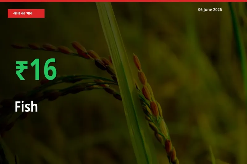 स्थानीय मंडी में मछली के दाम अचानक 16.07% उछले, किसान सतर्क