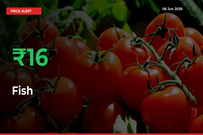 Sharp Jump! Fish Prices Climb 16.07% in 24 Hours at Key Mandis