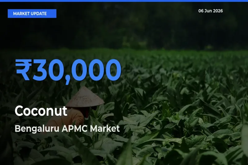 Coconut Mandi Rate Today: Bengaluru APMC Tops the List
