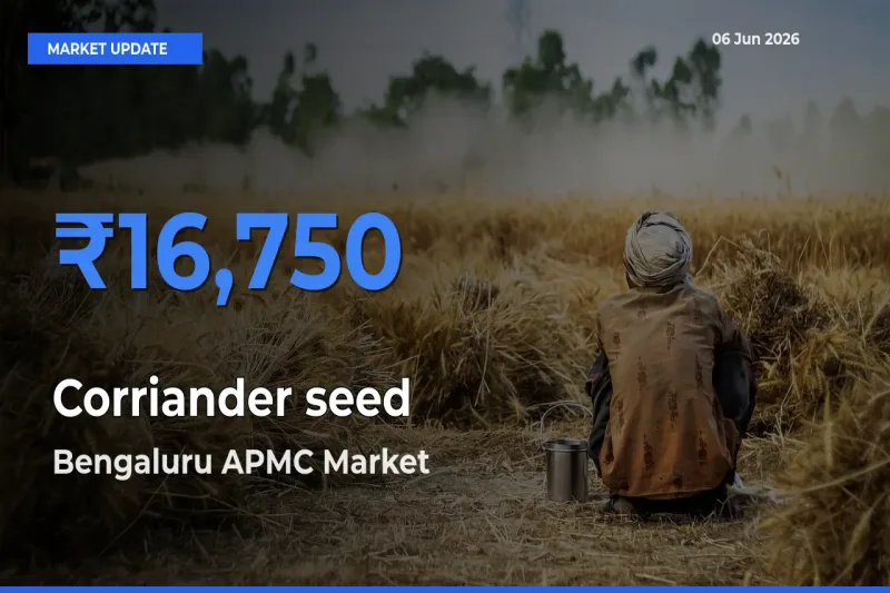 Bengaluru APMC Emerges as Top Mandi for Corriander seed Prices Today