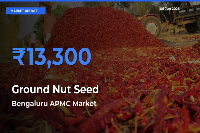 Top Performer! Bengaluru APMC Offers Best Ground Nut Seed Price Today