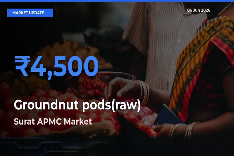 Surat APMC Tops Groundnut pods(raw) Rates – June 06 Market Update