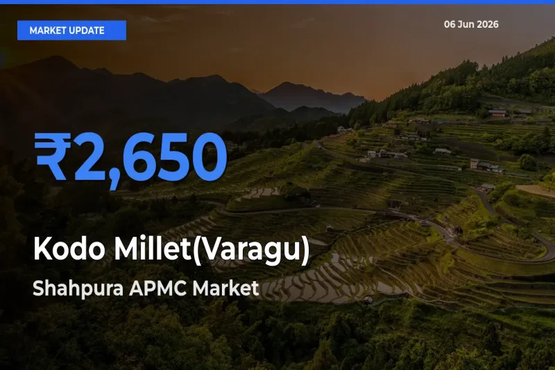 Market Watch: Shahpura APMC Becomes Top Mandi for Kodo Millet(Varagu)
