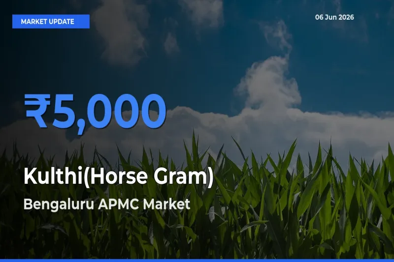 Farmers Prefer Bengaluru APMC as Kulthi(Horse Gram) Hits Highest Rate