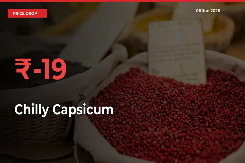 Why Chilly Capsicum Prices Fell 19.12% in a Day at Mandis