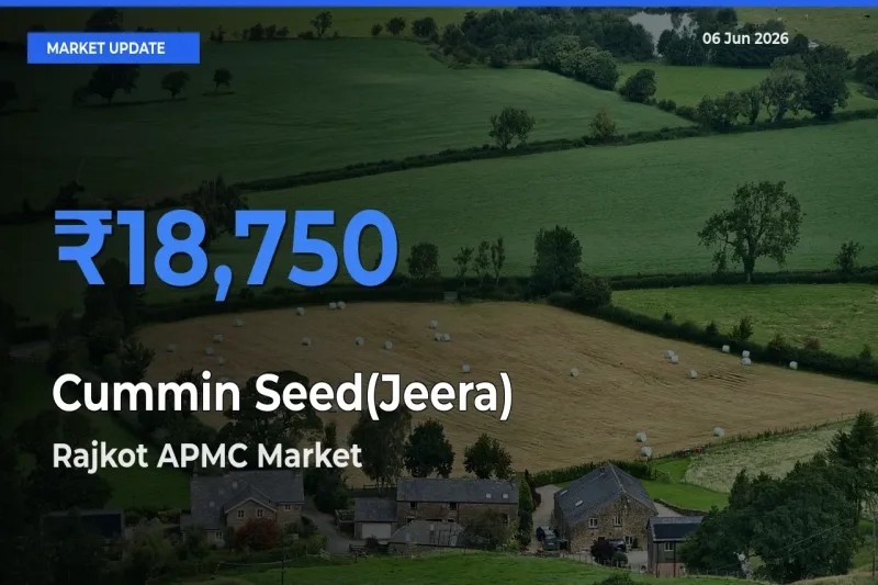 Cummin Seed(Jeera) Mandi Rate Today: Rajkot APMC Tops the List