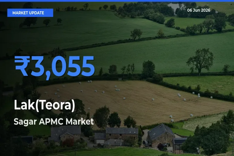 Sagar APMC Leads as Top Mandi for Lak(Teora) Prices