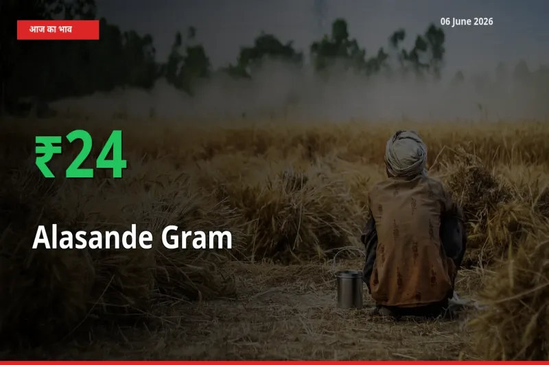 आज का मंडी भाव: लोबिया (चावली) के दाम मंडी में 23.51% ऊपर
