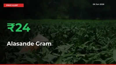 This Mandi Records 23.51% Jump in Alasande Gram Prices