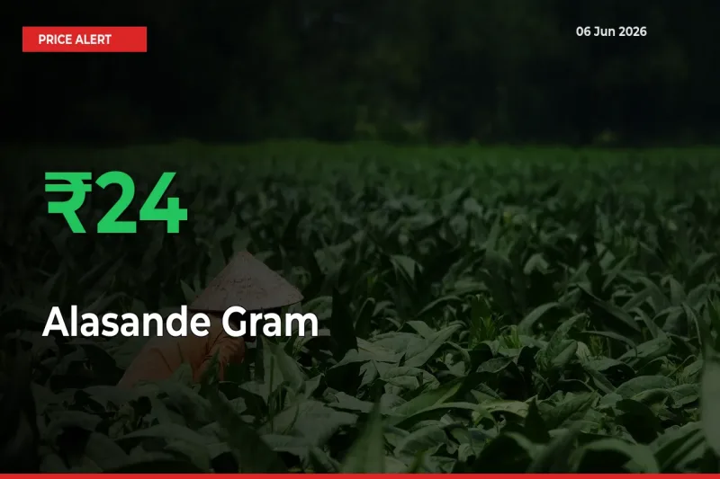 This Mandi Records 23.51% Jump in Alasande Gram Prices