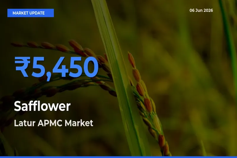 Latur APMC Emerges as Top Mandi for Safflower Prices Today