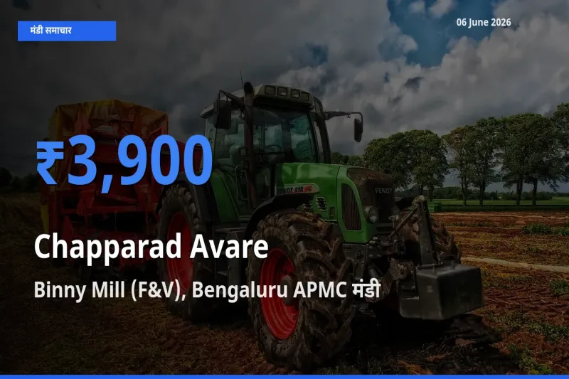 आज का मंडी भाव: चप्परद अवरे के सबसे ज़्यादा दाम Binny Mill (F&V), Bengaluru APMC में
