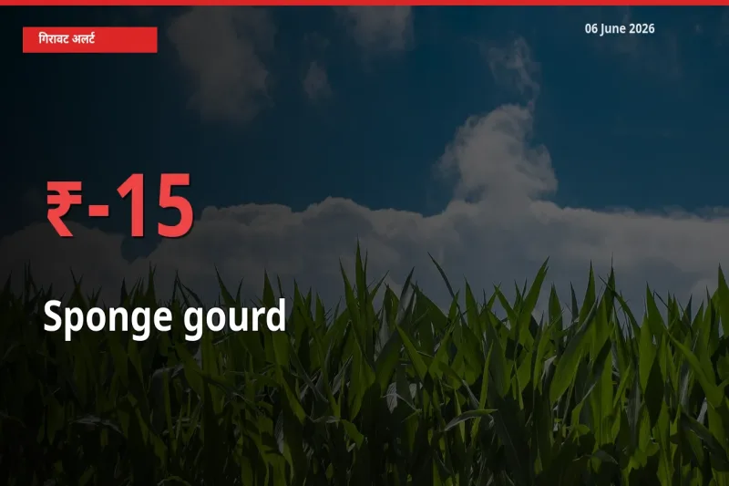 तोरई (नेनुआ) 15.39% गिरा, मंडी