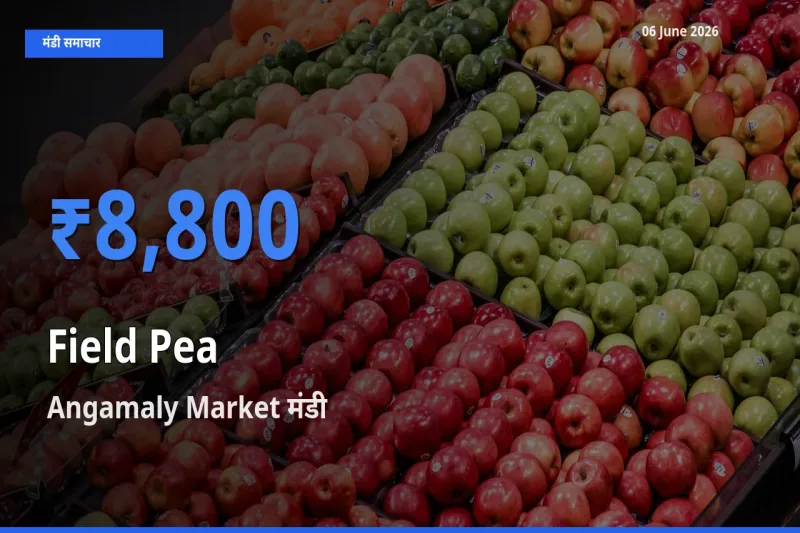 किसानों की पसंद बना Angamaly Market, मटर (साबुत) के सबसे अच्छे दाम