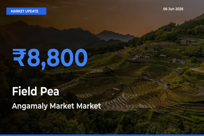 Market Watch: Angamaly Market Becomes Top Mandi for Field Pea