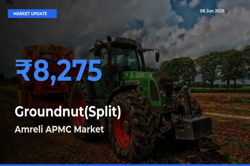 Amreli APMC Records Highest ₹8,275 Rate for Groundnut(Split)