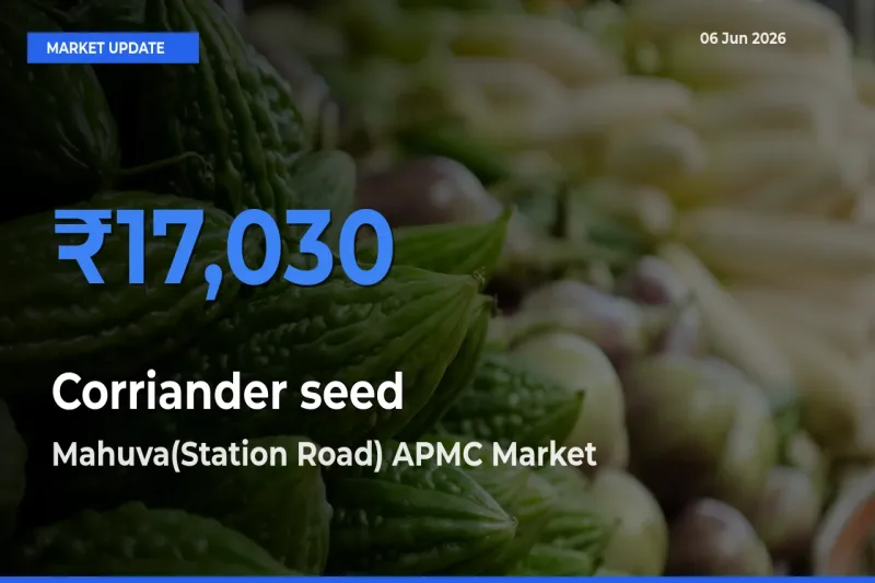 Mahuva(Station Road) APMC Tops Corriander seed Rates – June 06 Market Update