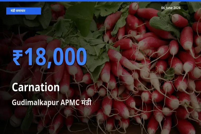 Gudimalkapur APMC मंडी में आज कार्नेशन (सजावटी फूल) के सबसे ऊँचे दाम दर्ज