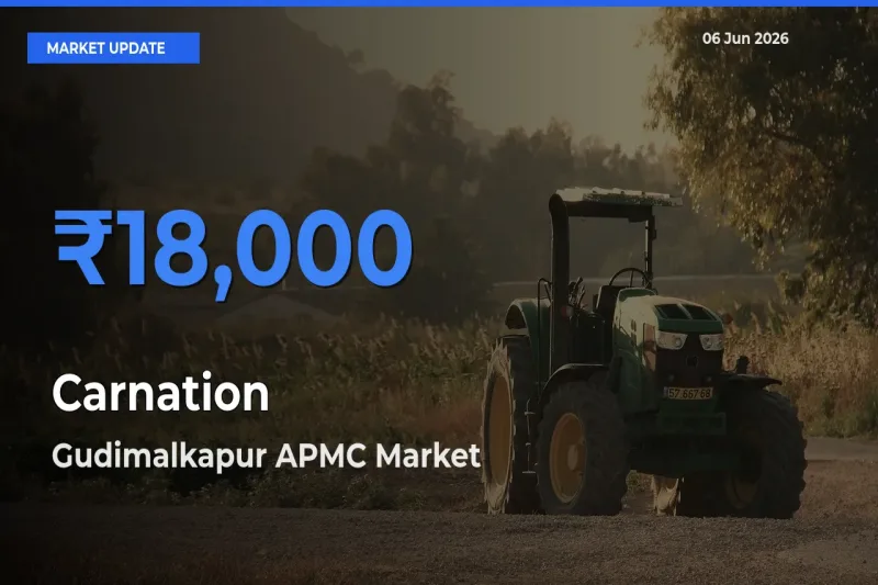 Gudimalkapur APMC Tops Carnation Rates – June 06 Market Update