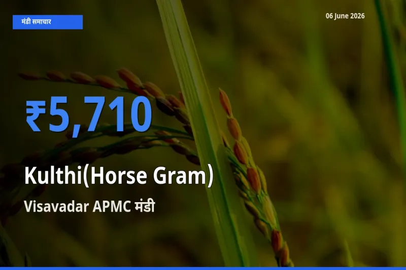 Visavadar APMC में कुल्थी का आज सबसे ऊँचा भाव