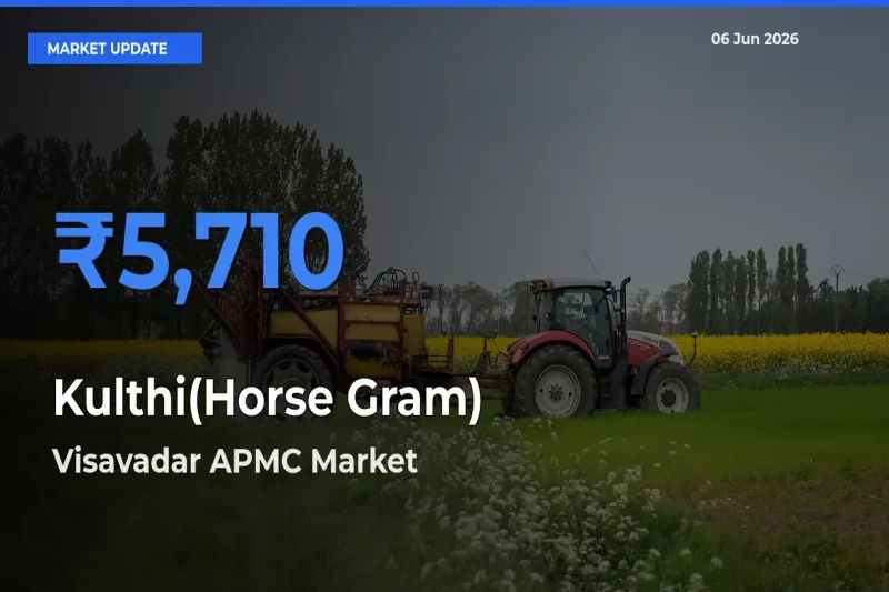 Kulthi(Horse Gram) Mandi Rate Today: Visavadar APMC Tops the List