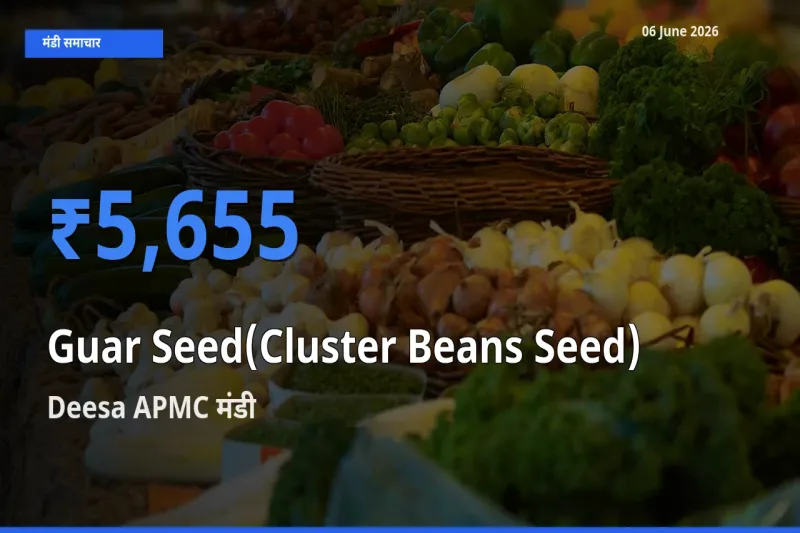 टॉप मंडी बना Deesa APMC! ग्वार बीज के सबसे ऊँचे दाम यहीं दर्ज