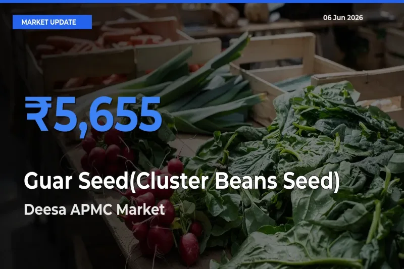 Top Performer! Deesa APMC Offers Best Guar Seed(Cluster Beans Seed) Price Today
