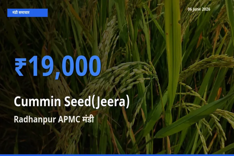 टॉप मंडी बना Radhanpur APMC! जीरा के सबसे ऊँचे दाम यहीं दर्ज