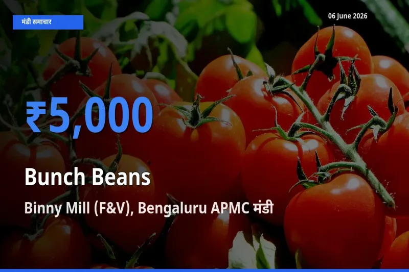 बाज़ार संकेत: Binny Mill (F&V), Bengaluru APMC बना गुच्छेदार सेम के लिए आज की टॉप मंडी