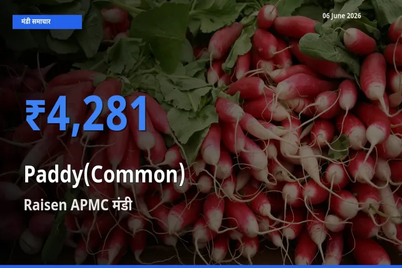 टॉप मंडी बना Raisen APMC! धान (सामान्य) के सबसे ऊँचे दाम यहीं दर्ज
