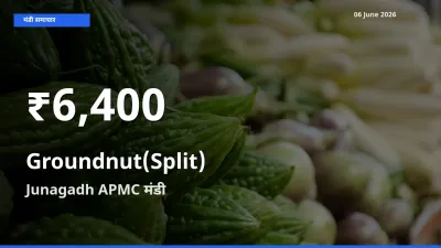 आज का मंडी भाव: Junagadh APMC में मूंगफली दाना (दो फाड़) 30 दिन के सबसे कम स्तर पर