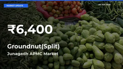 Sharp Fall! Groundnut(Split) Prices Drop to 30-Day Low in Junagadh APMC