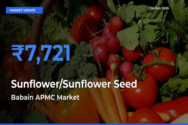 Market Watch: Babain APMC Becomes Top Mandi for Sunflower/Sunflower Seed