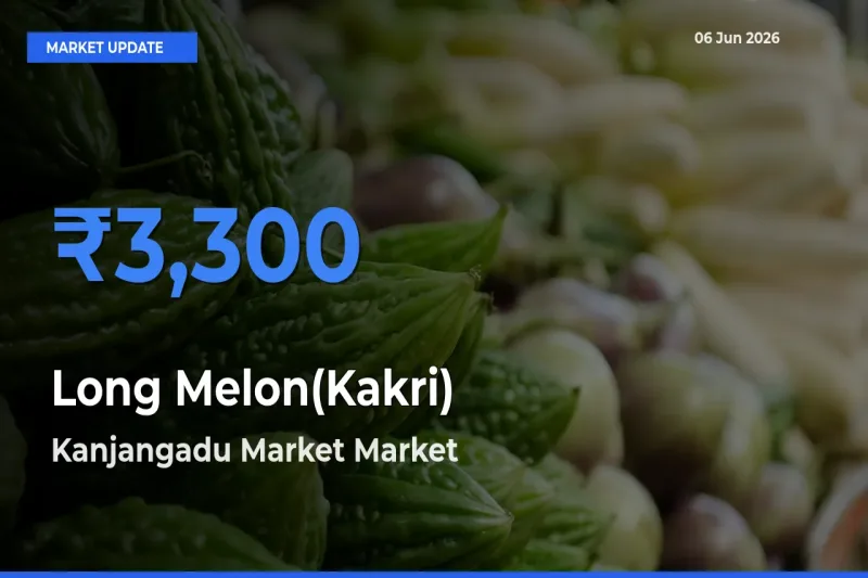 Kanjangadu Market Leads as Top Mandi for Long Melon(Kakri) Prices
