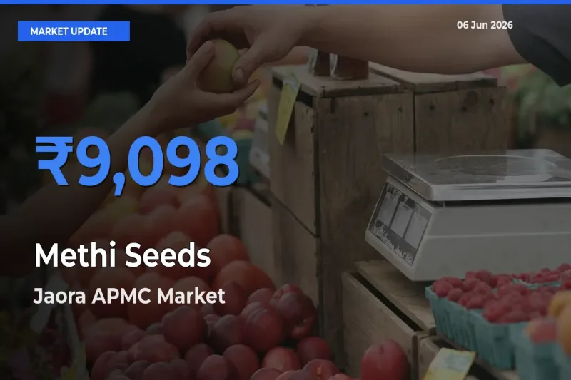 Top Performer! Jaora APMC Offers Best Methi Seeds Price Today