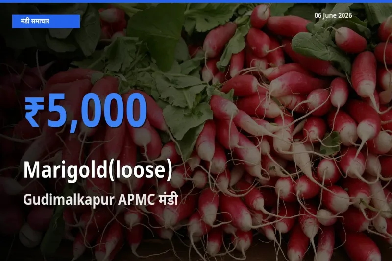 किसानों की पसंद बना Gudimalkapur APMC, गेंदा (ढीला) के सबसे अच्छे दाम