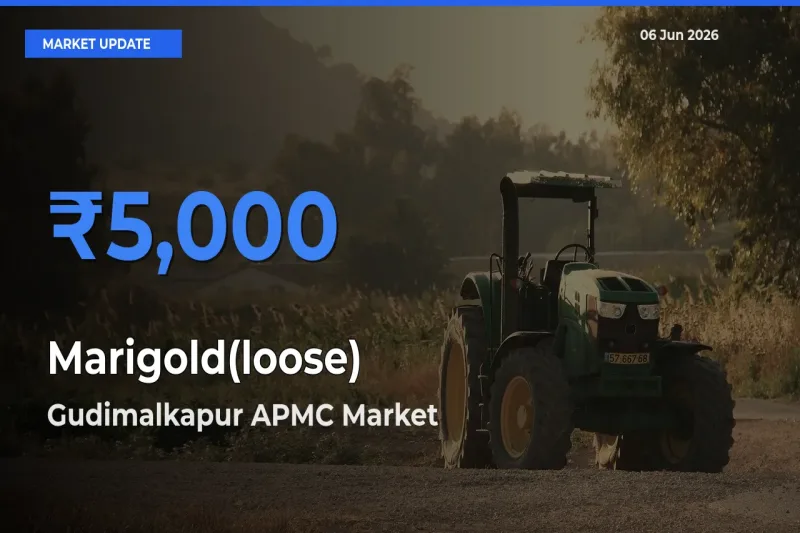 Gudimalkapur APMC Records Highest ₹5,000 Rate for Marigold(loose)
