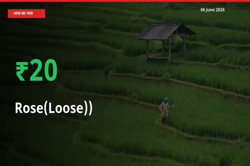 गुलाब(ढीला)) के दाम प्रमुख मंडी में 20% बढ़े, 24 घंटे में बड़ा बदलाव