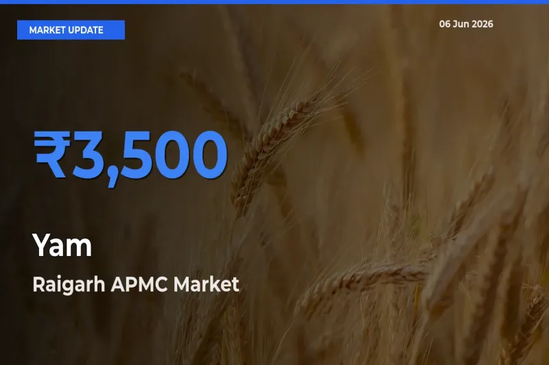 Top Performer! Raigarh APMC Offers Best Yam Price Today